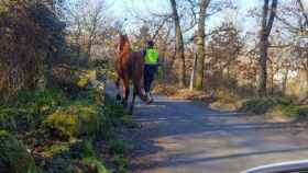 La Guardia Civil de Ourense retira de la N-525 un caballo que se había escapado de una finca e irrumpió en la calzada.