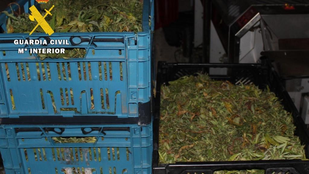 Marihuana incautada en Burgos