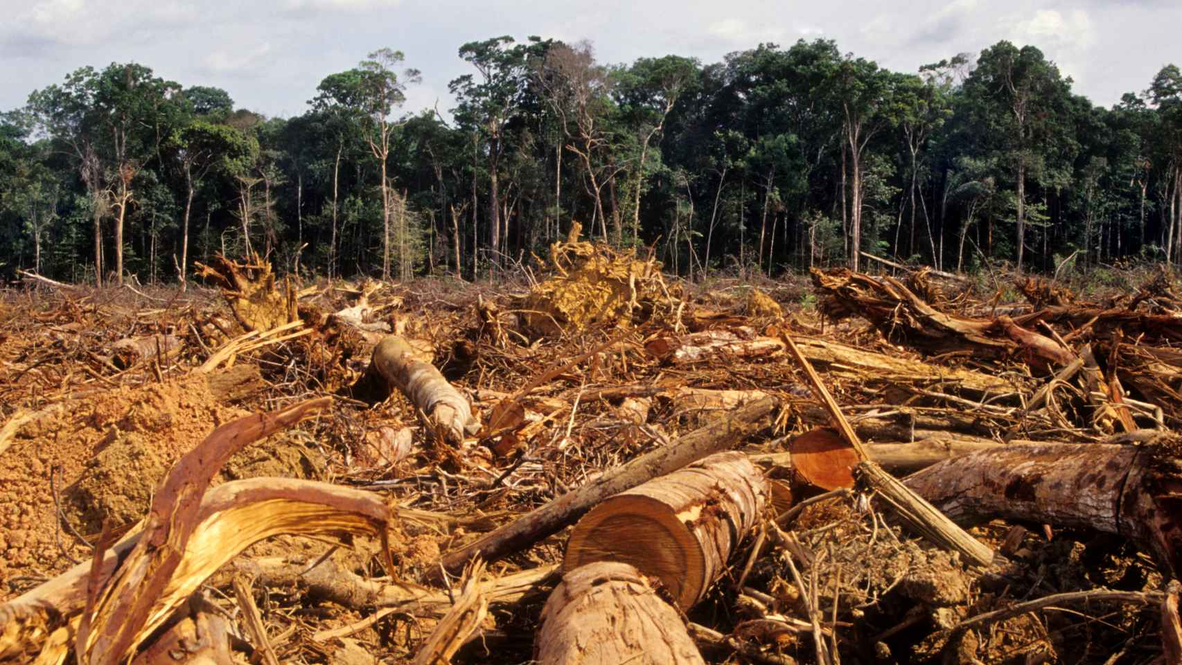 La deforestación indiscriminada altera los ecosistemas terrestres