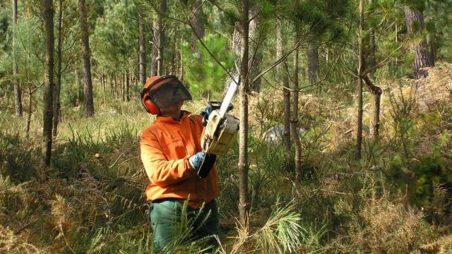 Un operario realiza trabajos forestales en el monte.