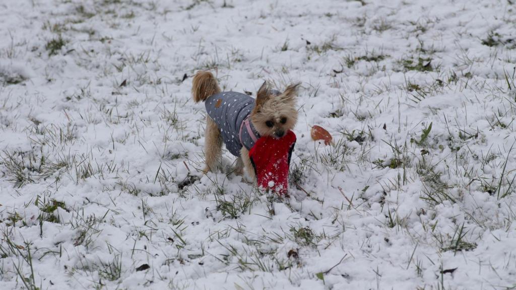 Un perro juega con un gorro en medio de la nieve en Lugo.