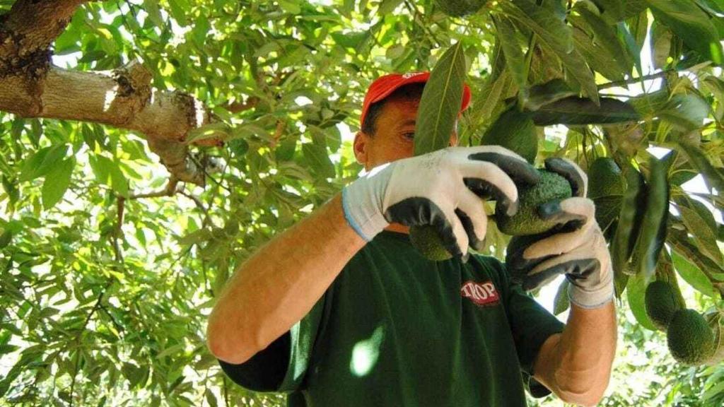 Un agricultor recoge aguacates.