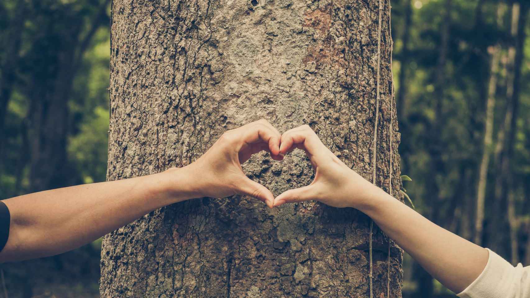 Árbol, sostenibilidad, naturaleza.