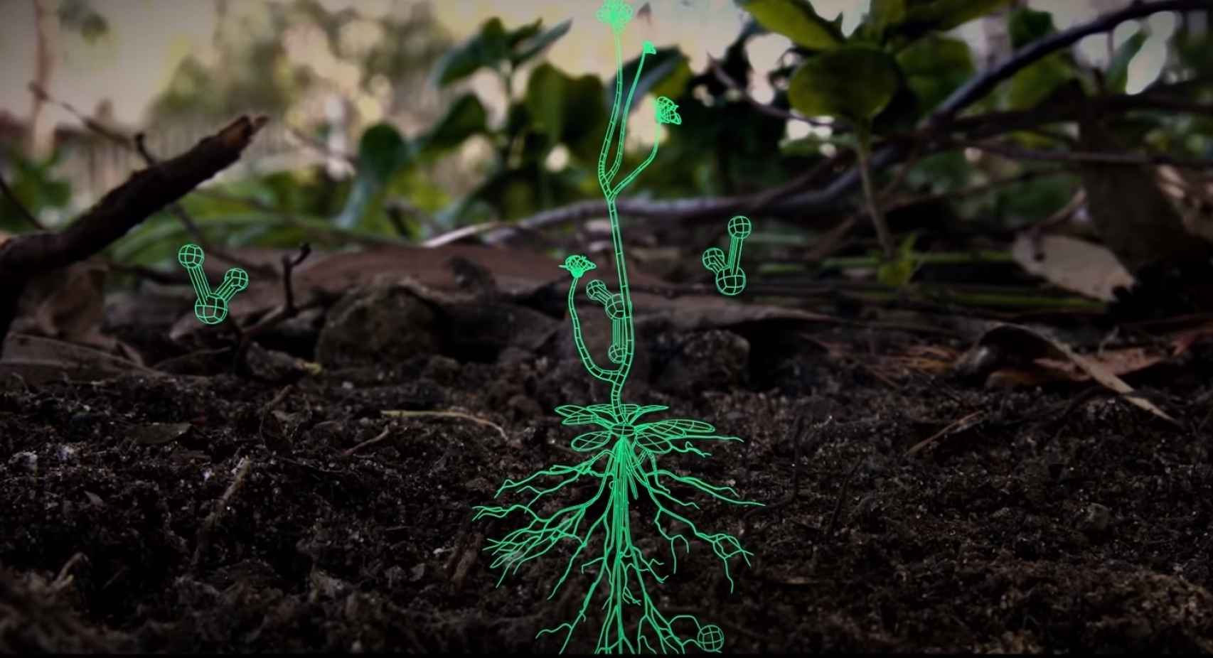 Las plantas integran moléculas de carbono en su raíz.