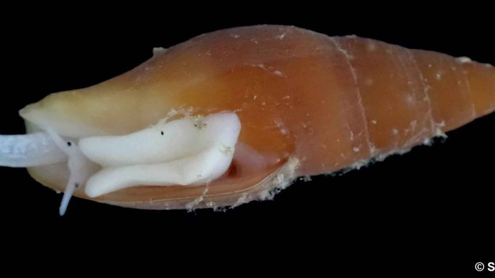 'Epistocomitra angelesae': así es la especie de molusco recién descubierta frente a la costa andaluza