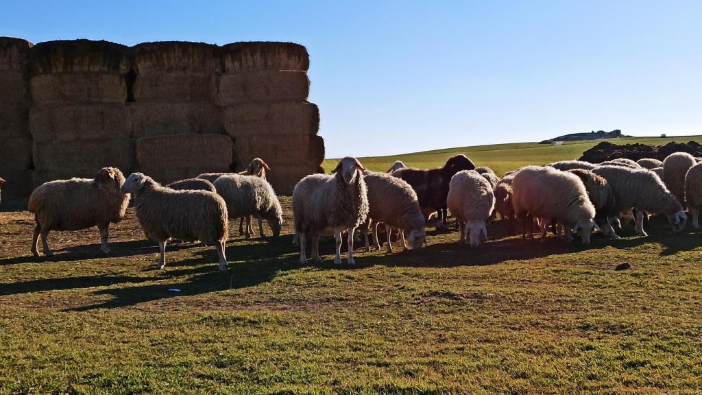 Un rebaño de ovejas pasta al aire libre en Fresno el Viejo, Valladolid