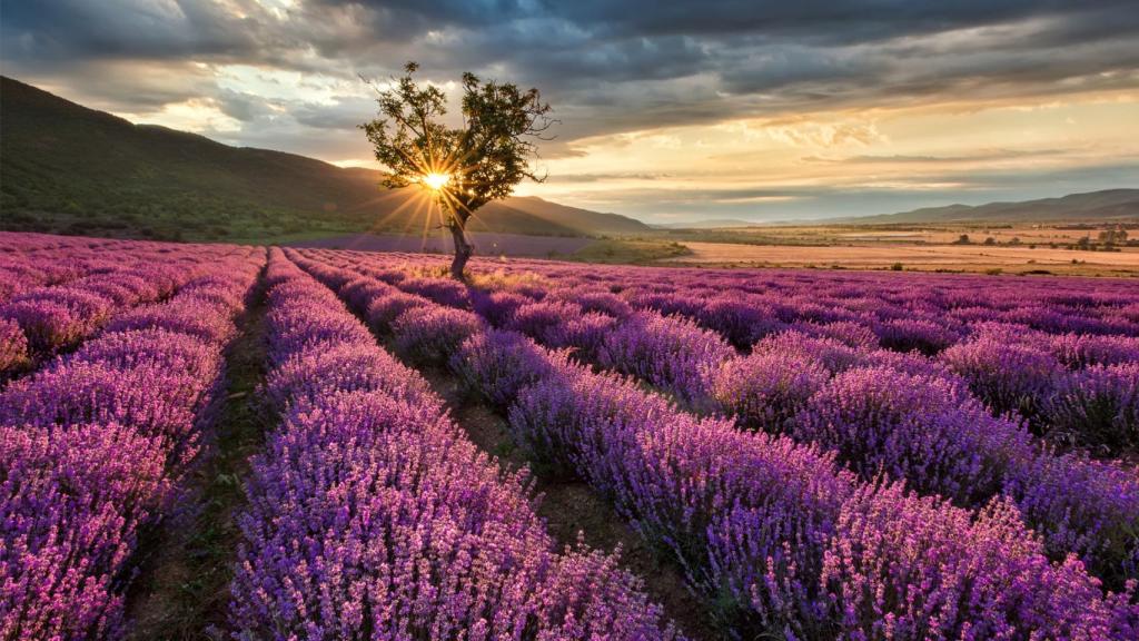 Campo de lavanda en Brihuega (Guadalajara)