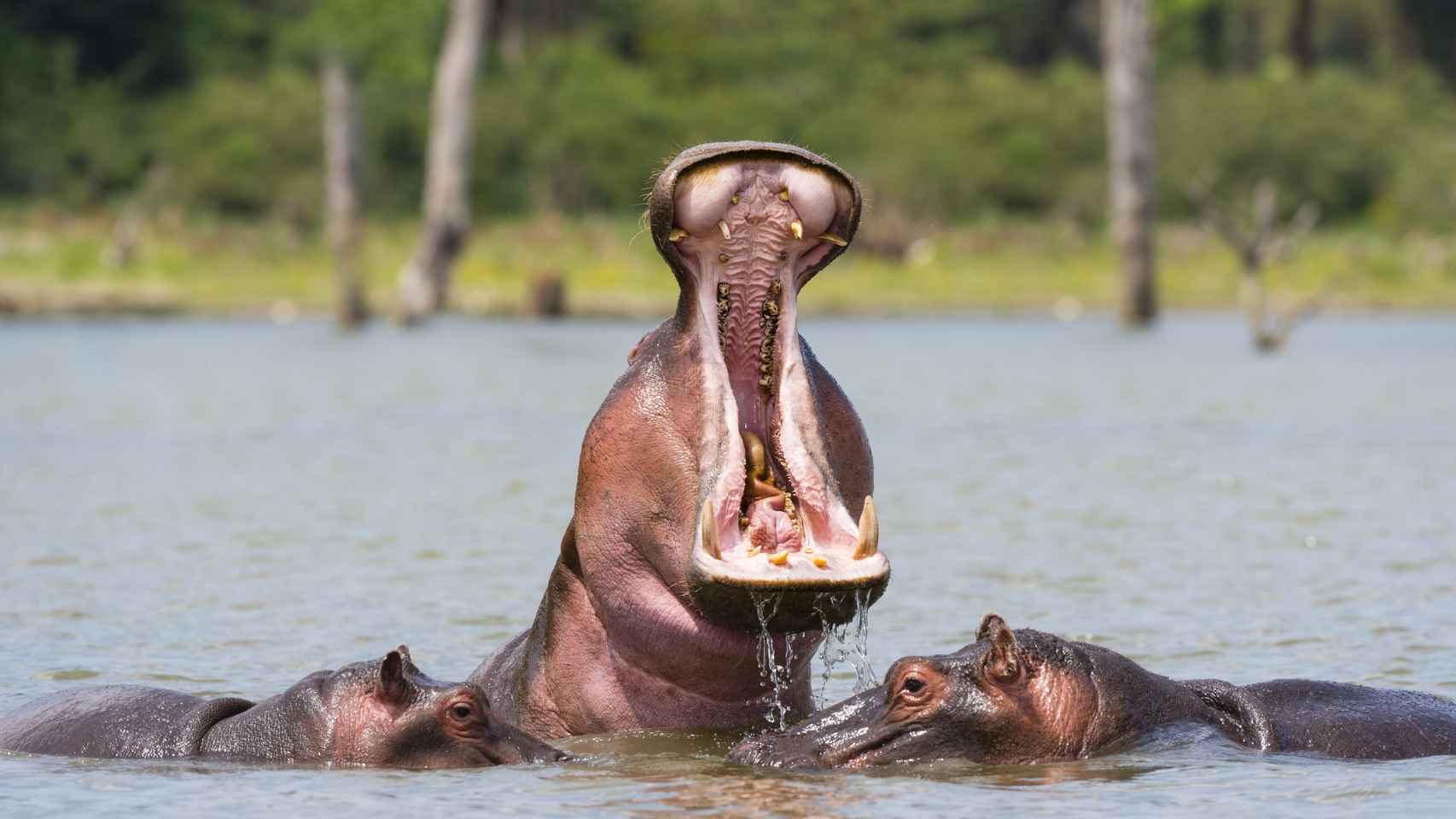Imagen de archivo de tres hipopótamos en un lago