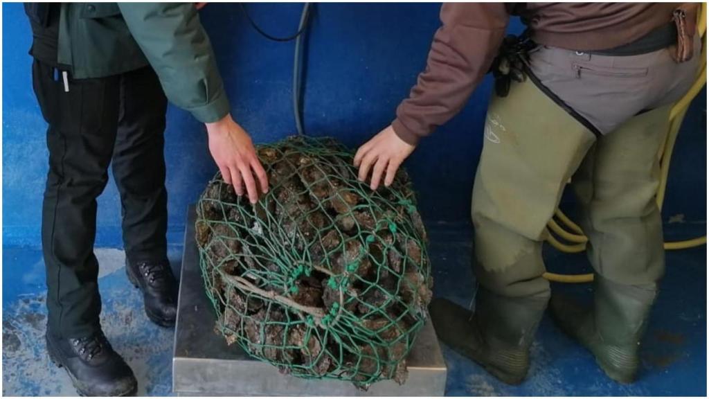 Un total de 363 ostras fueron reintegradas al mar.