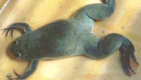 Una rana Xenopus laevis.