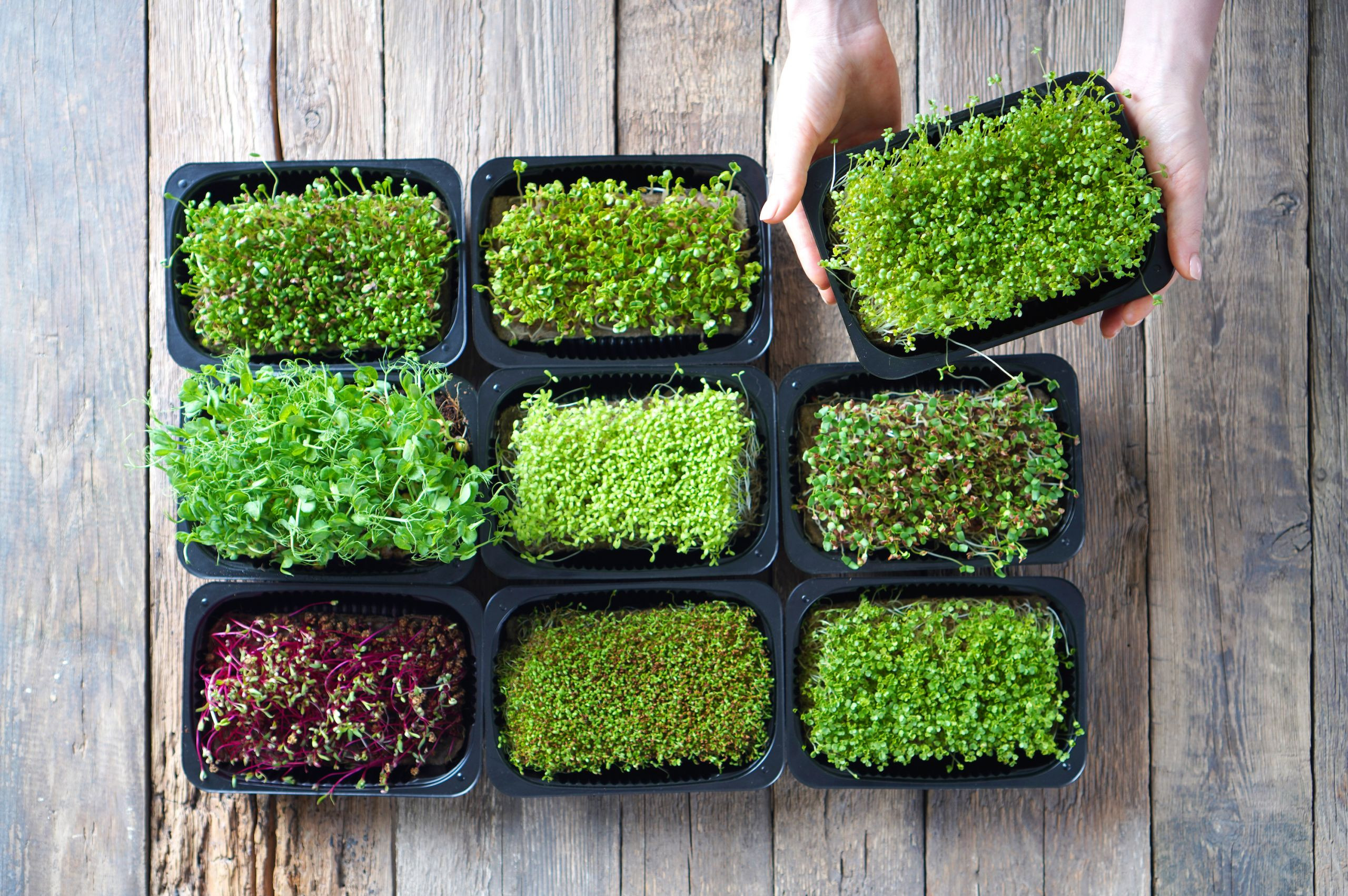 Variedades de brotes. Foto: Shutterstock