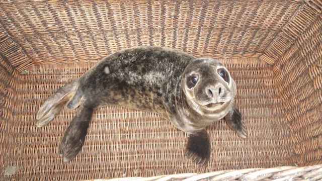 Lobo marino ceniciento ‘Cadrado’, que se recupera en el Instituto Galego de Formación en Acuicultura de A Illa de Arousa (Pontevedra).