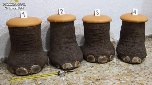 La Guardia Civil impide la venta ilegal de cuatro patas de elefante africano convertidas en banquetas.