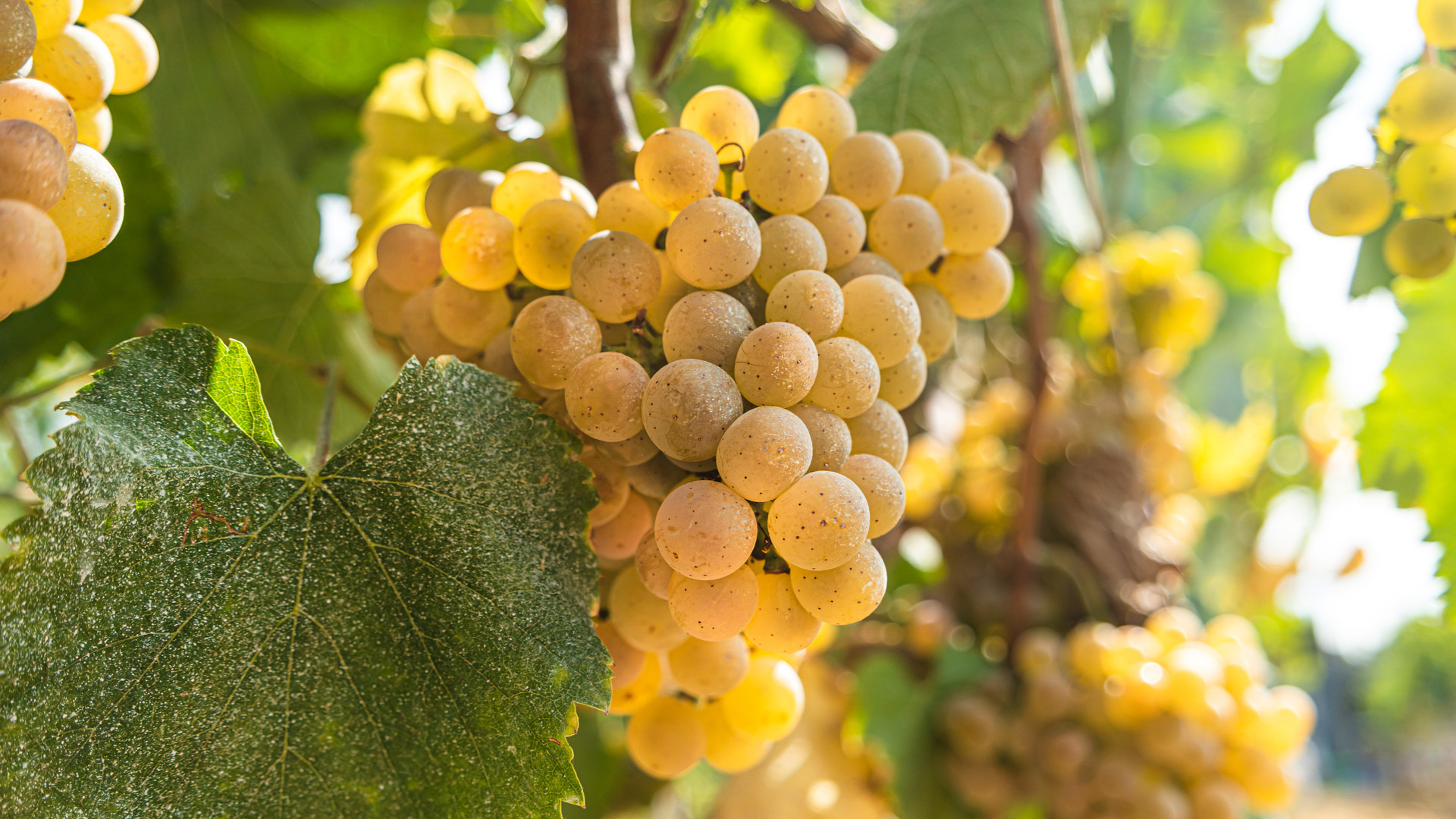 Cepas de uva albariña. Foto: Shutterstock