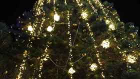 Araucaria con luces de Navidad en Vigo.