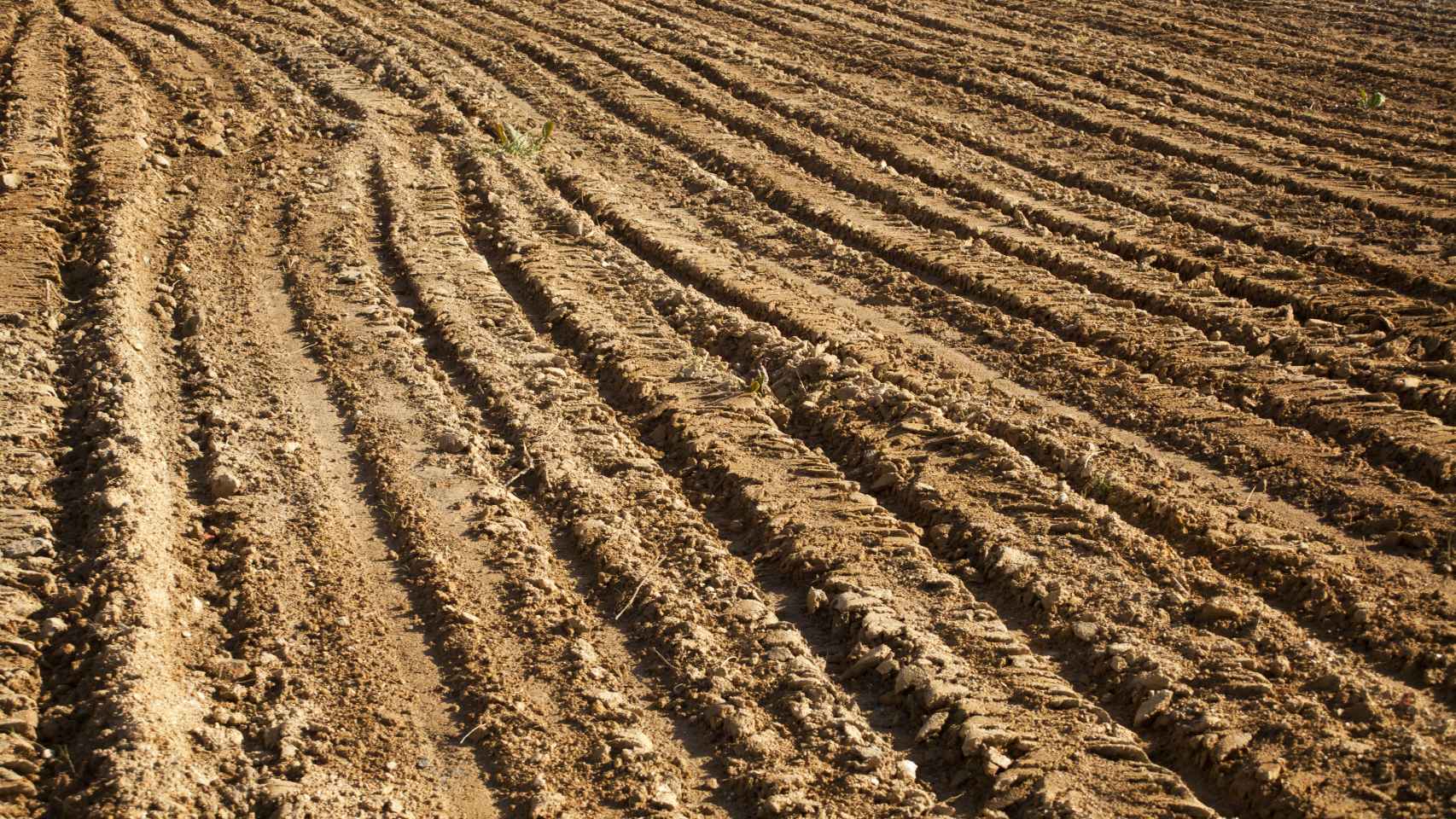 Un cultivo afectado afectado por la sequía en Castilla-La Mancha.