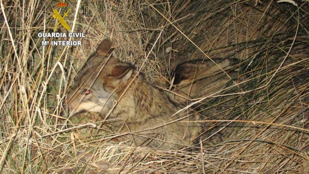 Imagen del lobo herido en León facilitada por la Guardia Civil