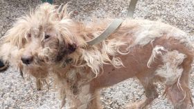 Rescatan a un perro en Villamiel (Toledo) al que su dueño paseaba en una situación deplorable