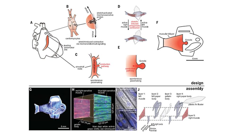 Diseño y ensamblaje del pez biohíbrido. Science.