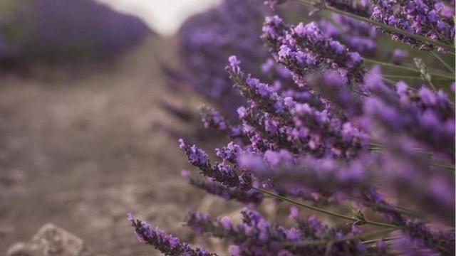 Lavanda. Foto: JCCM