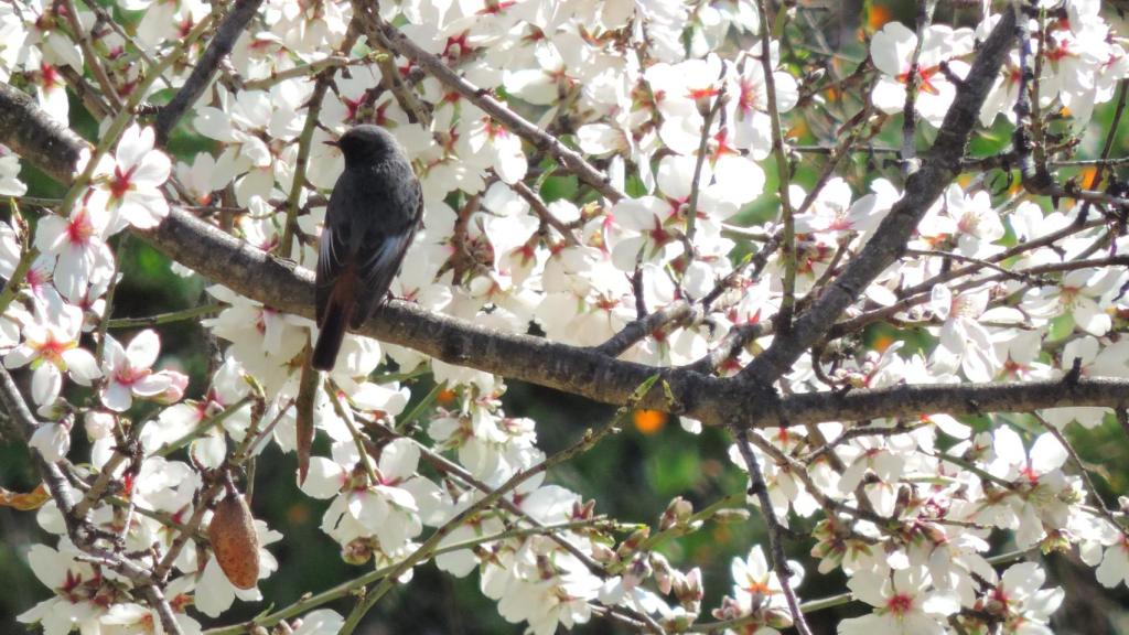 La naturaleza se viste de largo con el florecimiento de los almendros malagueños.