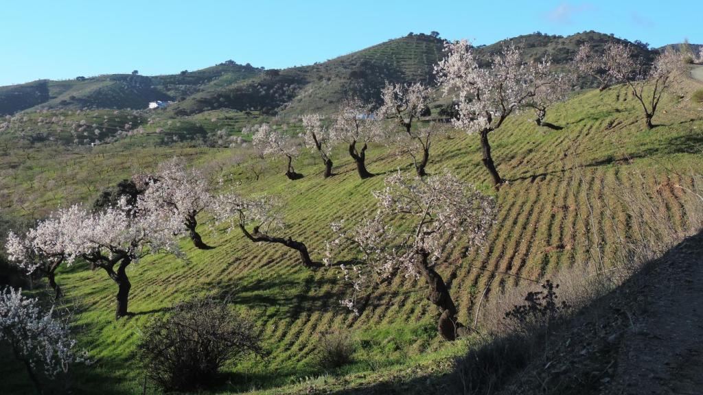 En Almogía el Cerro de Santi Petri ofrece una senda espectacular.