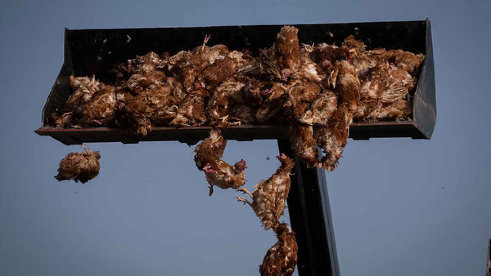Imagen de la retirada de las gallinas aportada por Greenpeace
