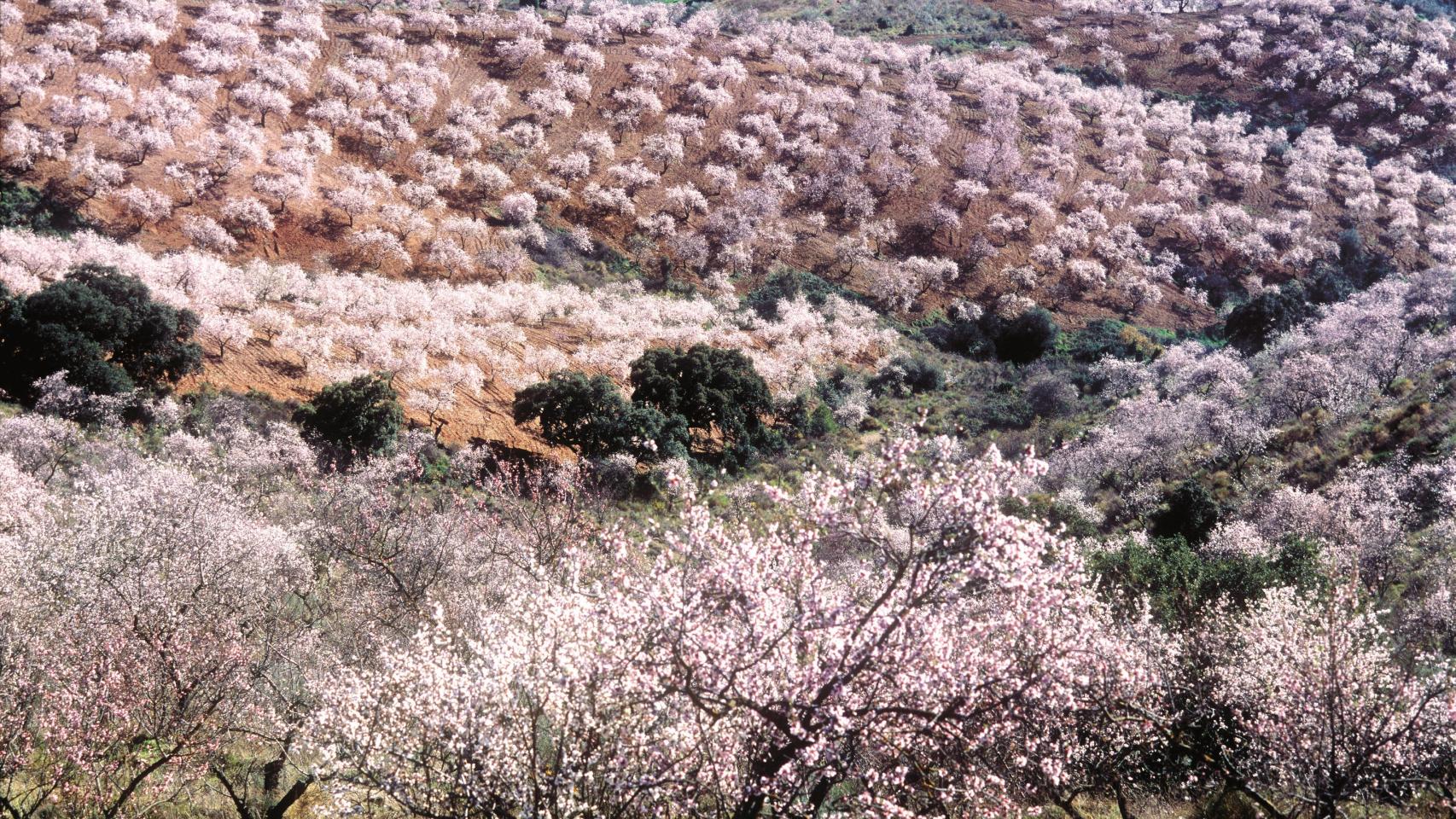 En la Axarquía existe un enorme almendral.