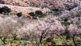 En la Axarquía existe un enorme almendral.