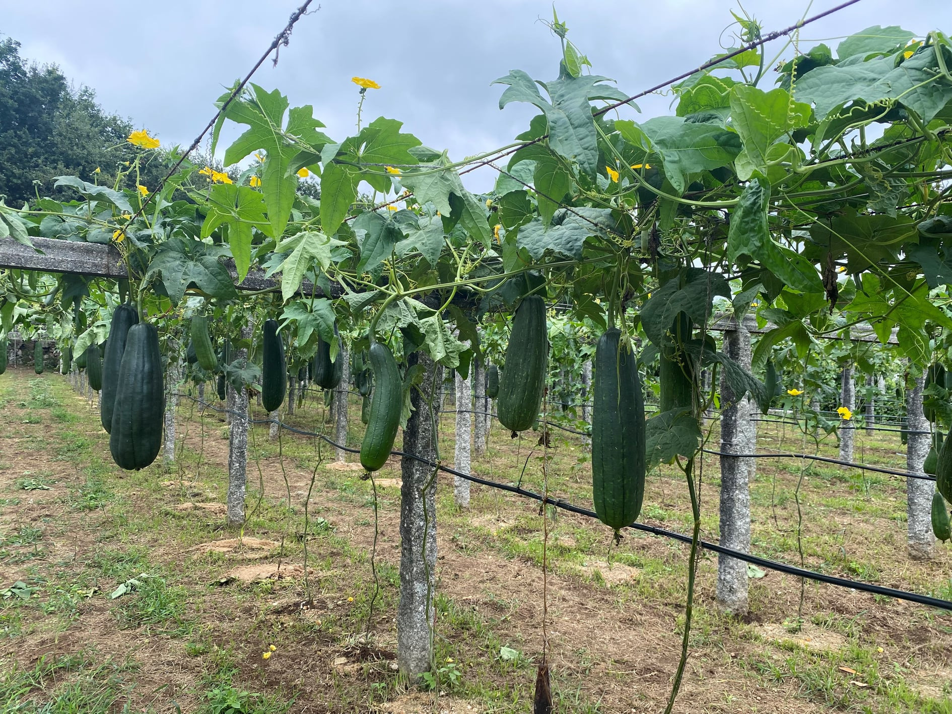 Planta de luffa. Foto: Iberluffa