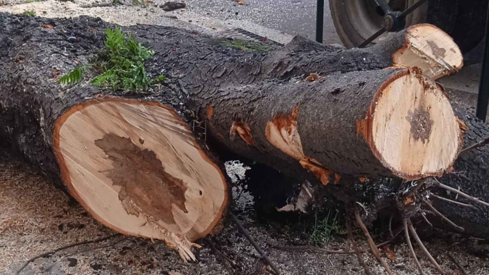 Imagen archivo de un árbol caído.