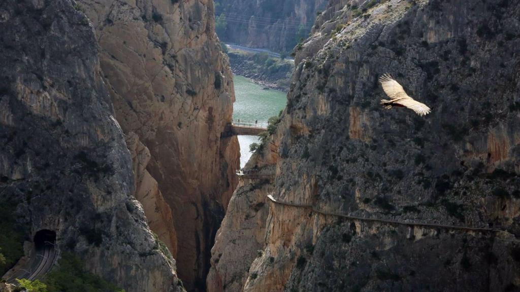 Un ave vuela por el entorno del Caminito del Rey.