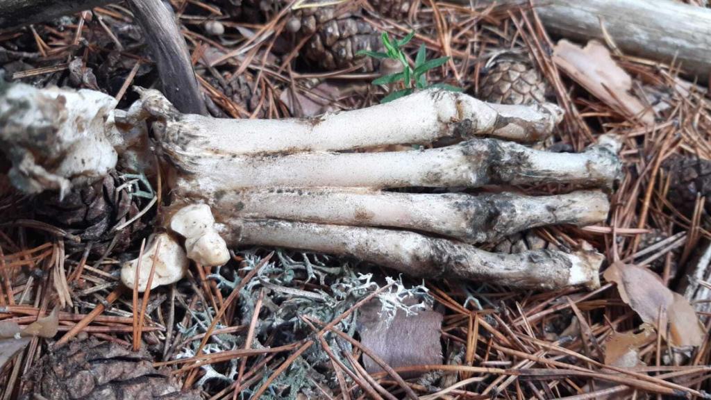 Los restos encontrados en Laguna Negra