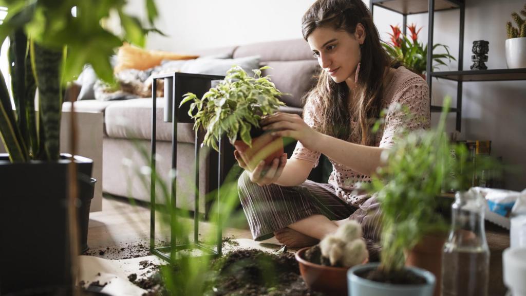 6 beneficios de las plantas de interior para la salud: ¿Cuáles debería comprar?