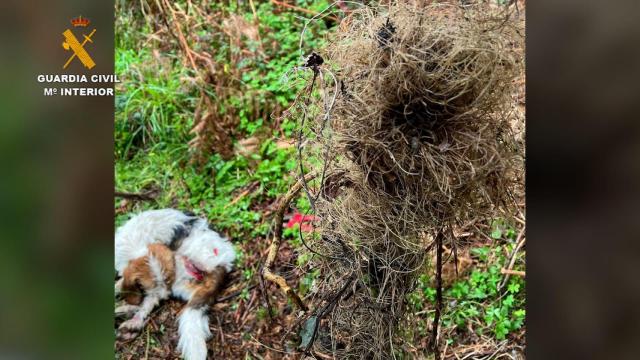 El perro liberado tras quedar atrapado en un lazo de caza para jabalíes.