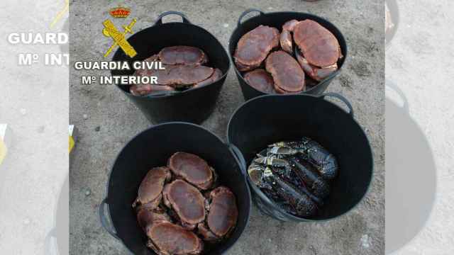 Más de 50 kilos de marisco ilegal intervenidos por la Guardia Civil en O Grove (Pontevedra).