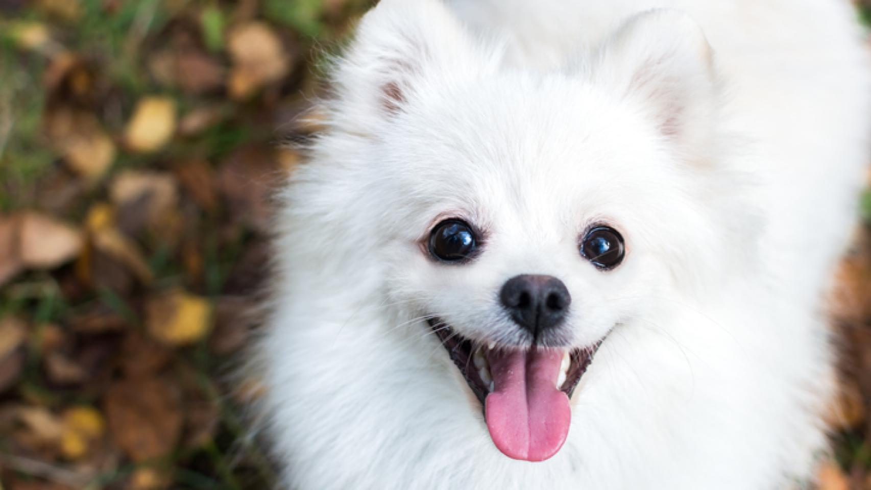 C mo saber si mi pomerania es de raza pura