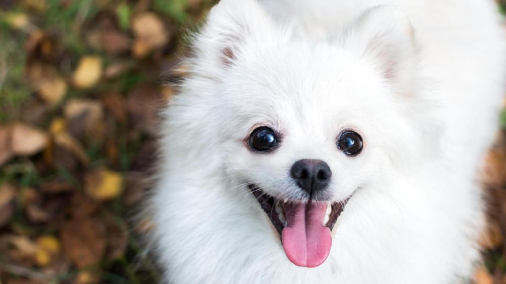 Pomerania cara de zorro