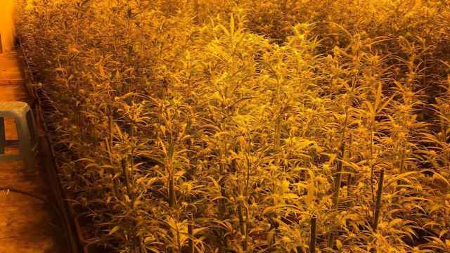 La Guardia Civil descubre 1.200 plantas de marihuana en la provincia de Toledo