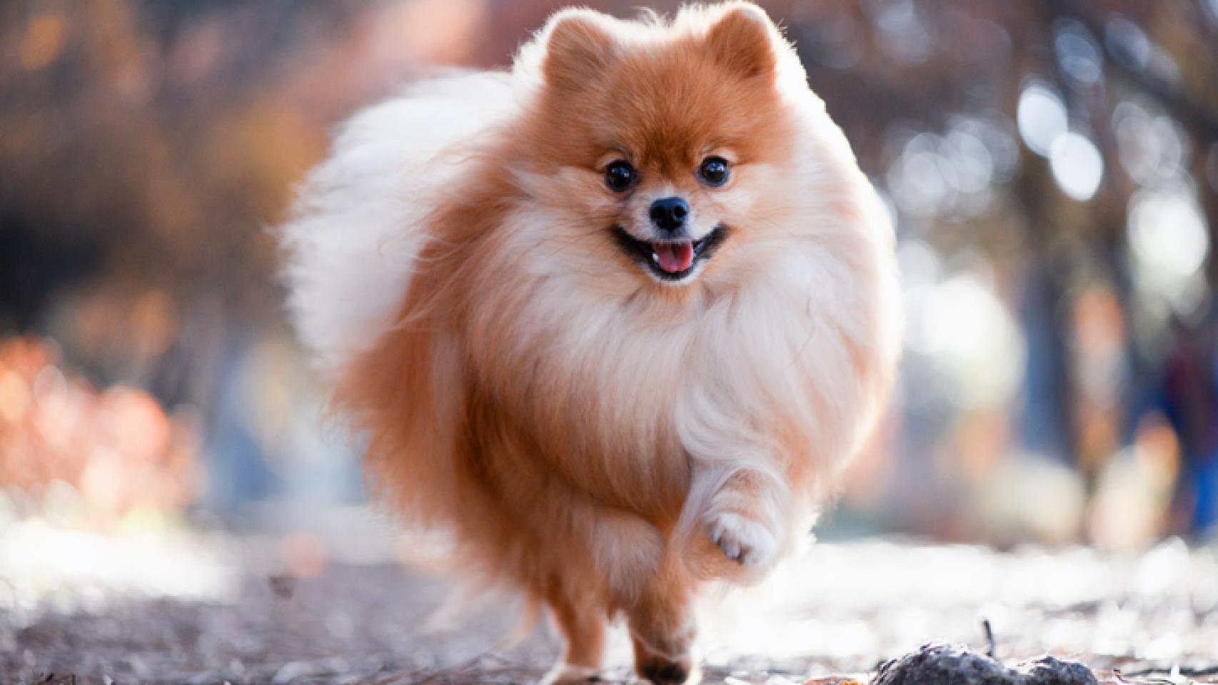 como elijo un cachorro pomerania