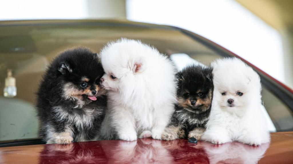 como elijo un cachorro pomerania