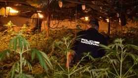 Un agente de la Policía Nacional, entre las plantas incautadas.