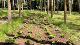 La Cátedra Hijos de Rivera-UDC regenera suelos en plantaciones intensivas de eucalipto
