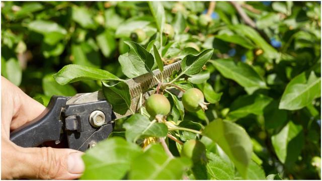 Los vecinos de Canido dotarán a Ferrol de un prototipo de bosque comestible