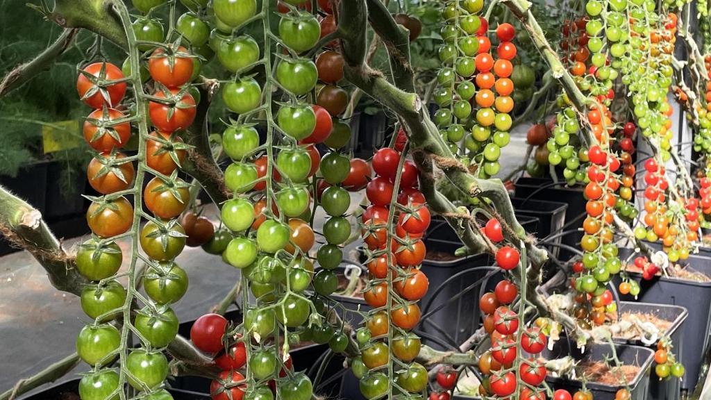 Tomates en el invernadero de la Estación Experimental de Las Palmerillas