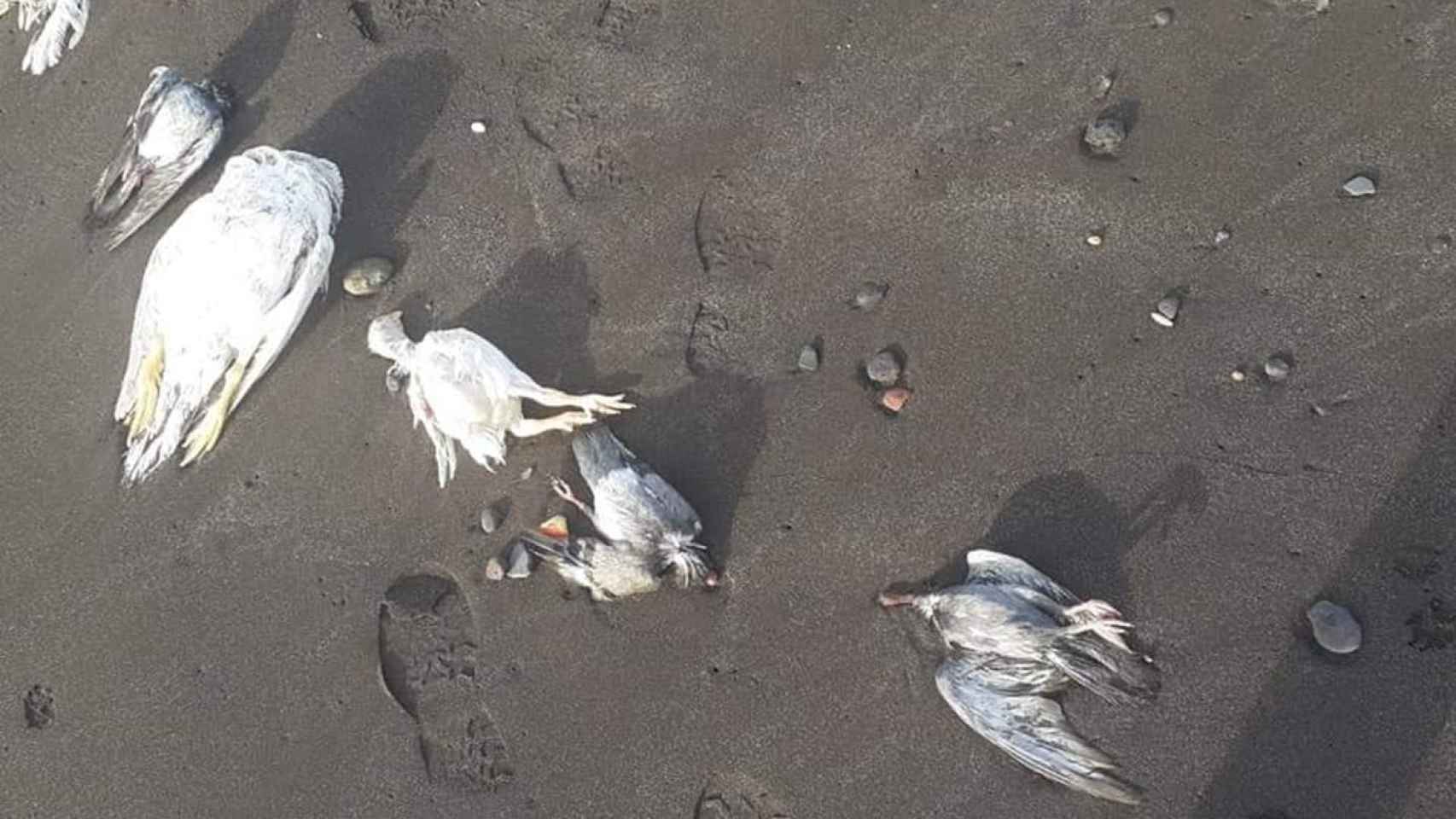 Aves sin cabeza halladas en una playa de Tenerife.