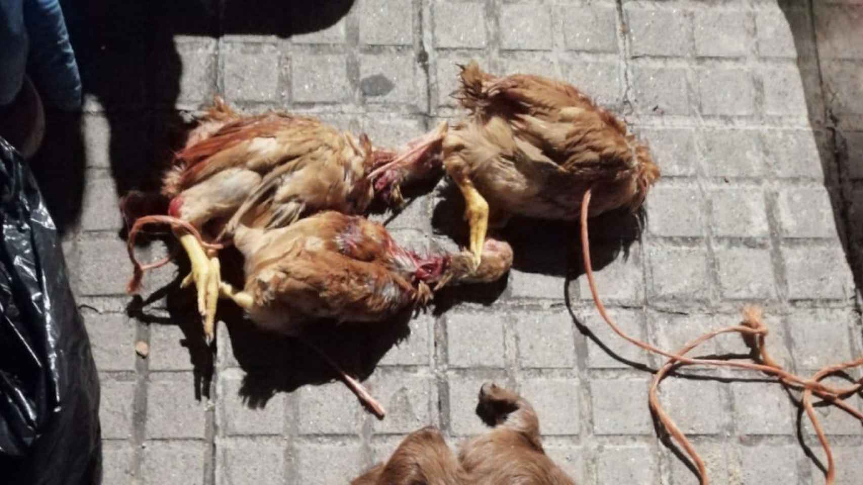 Animales sacrificados por un grupo de santeros en Badalona.