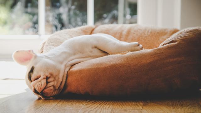 Enseña a tu perro a dormir en su cama en sencillos pasos.