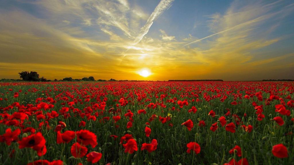 Amanecer sobre un campo de amapolas.