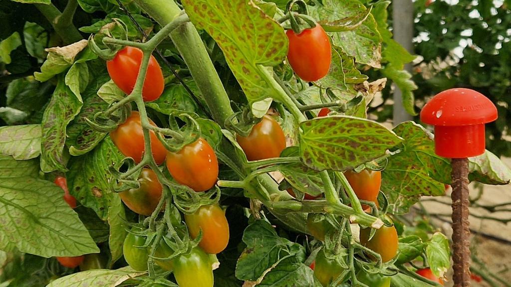 Tomates del invernadero de la Estación Experimental de Las Palmerillas